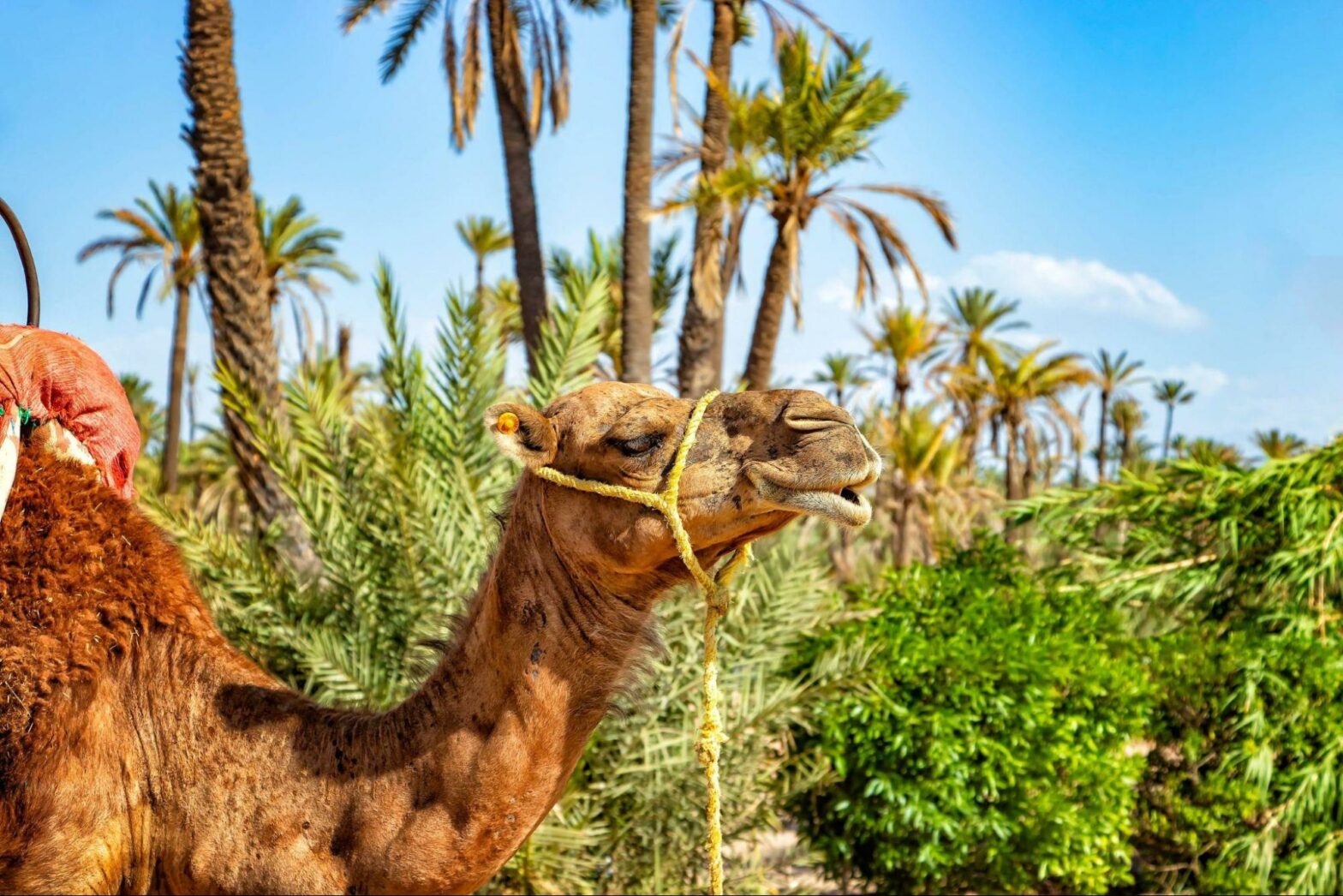 palmeraie de marrakech votre séjour entre oasis de luxe et aventures inoubliables 01 4
