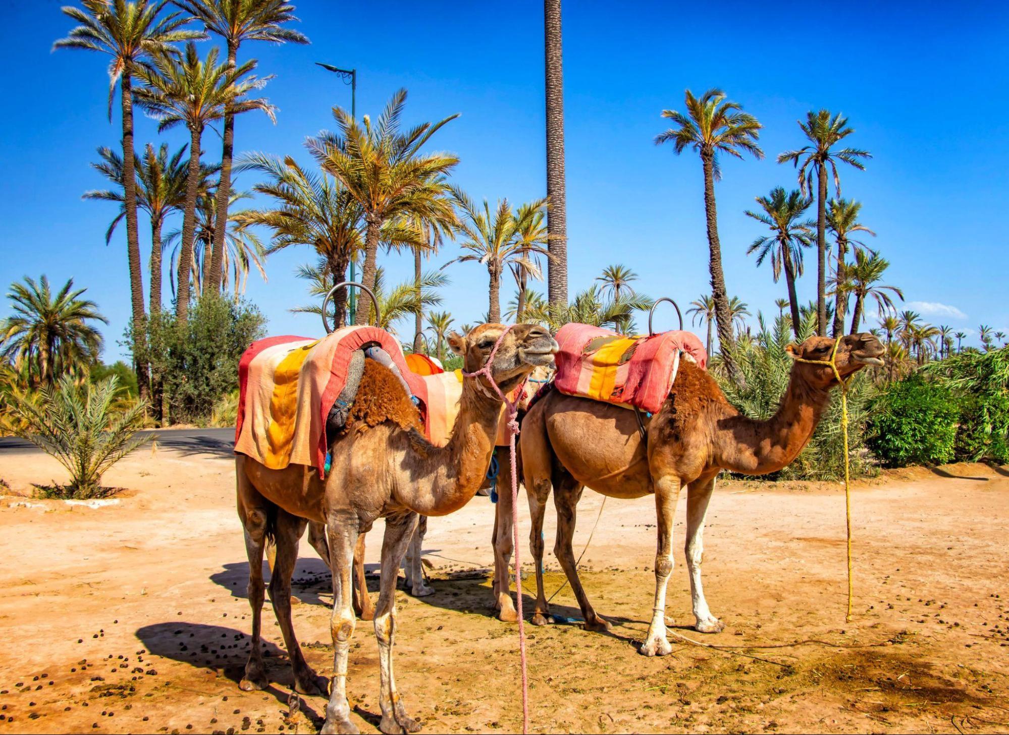 Marrakech Palmeraie: Your Stay Amidst Oasis, Luxury, and Unforgettable Adventures 1 marrakech palmeraie your stay amidst oasis luxury and unforgettable adventures