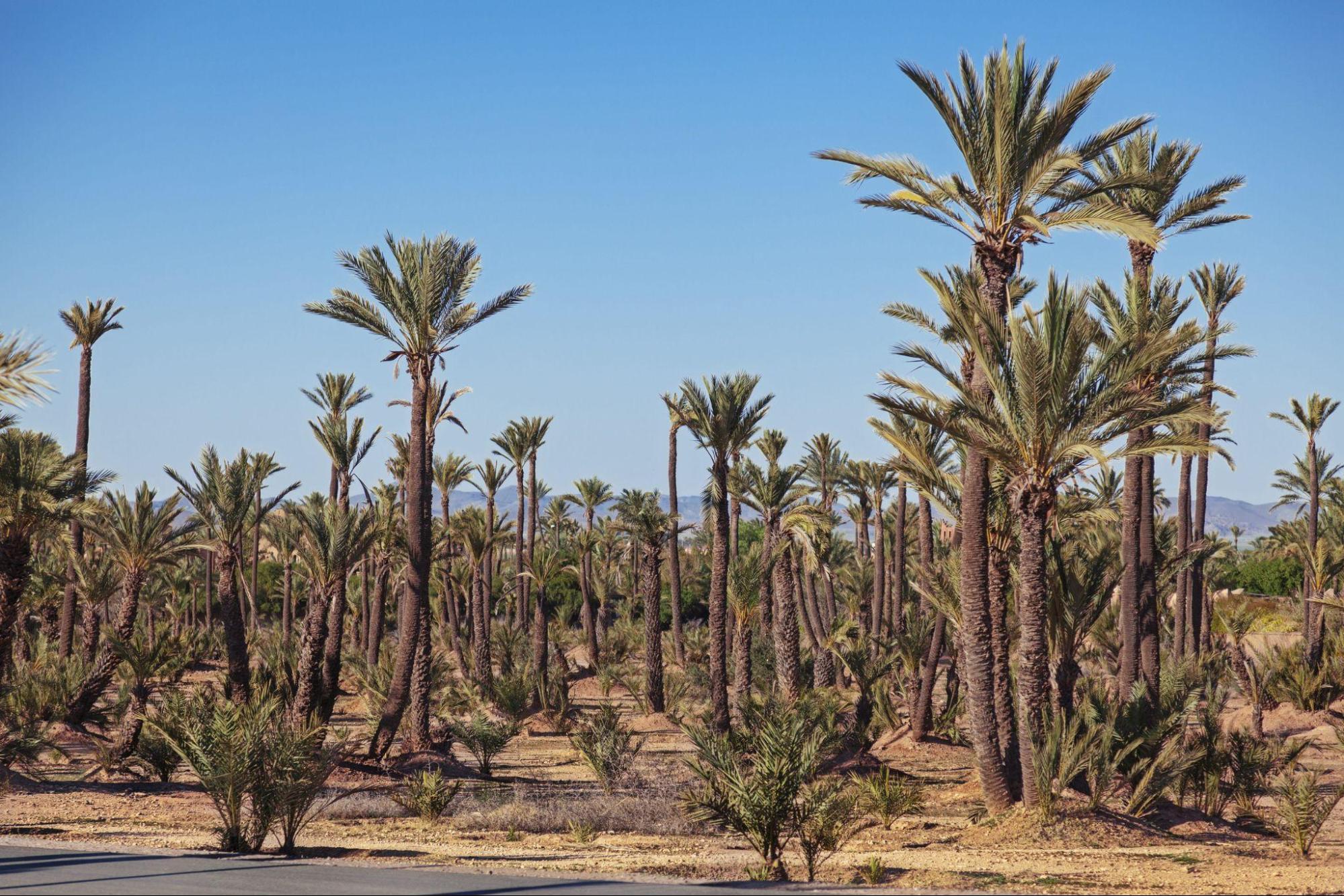 Marrakech Palmeraie: Your Stay Amidst Oasis, Luxury, and Unforgettable Adventures 3 marrakech palmeraie your stay amidst oasis luxury and unforgettable adventures