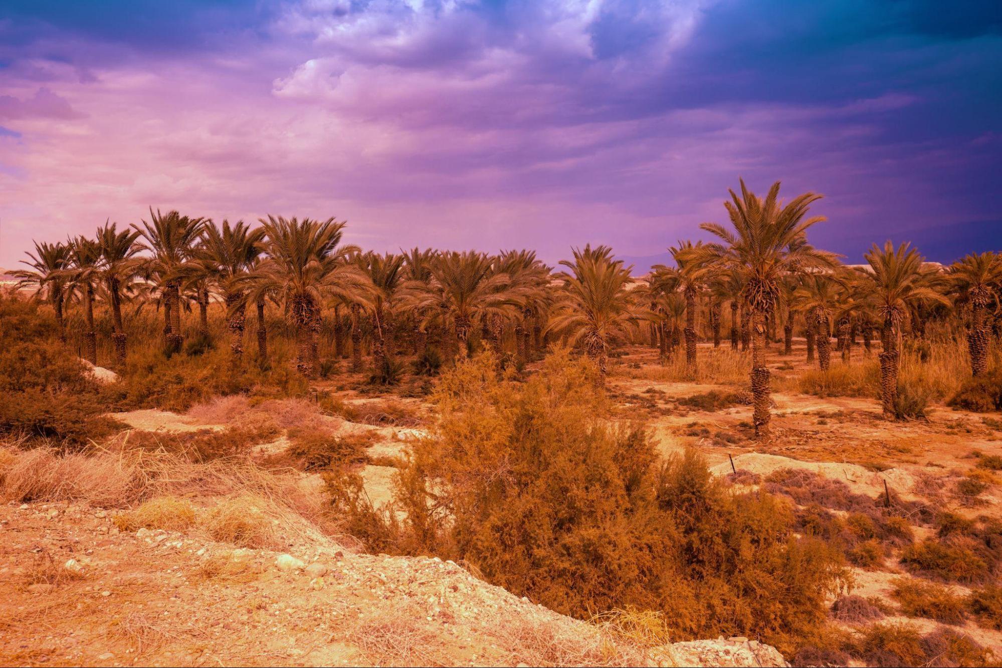 Marrakech Palmeraie: Your Stay Amidst Oasis, Luxury, and Unforgettable Adventures 4 marrakech palmeraie your stay amidst oasis luxury and unforgettable adventures