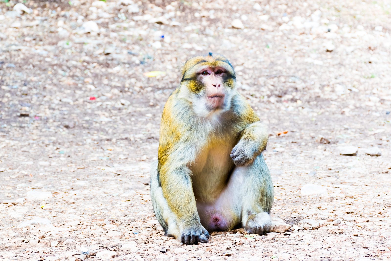 Barbary macaque roaming free observed beside the Ouzoud Waterfalls in the High Atlas