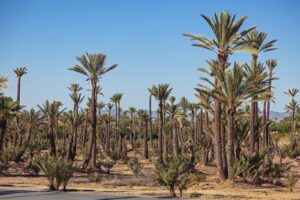 Palmeras datileras del palmeral de Marrakech bajo un cielo despejado