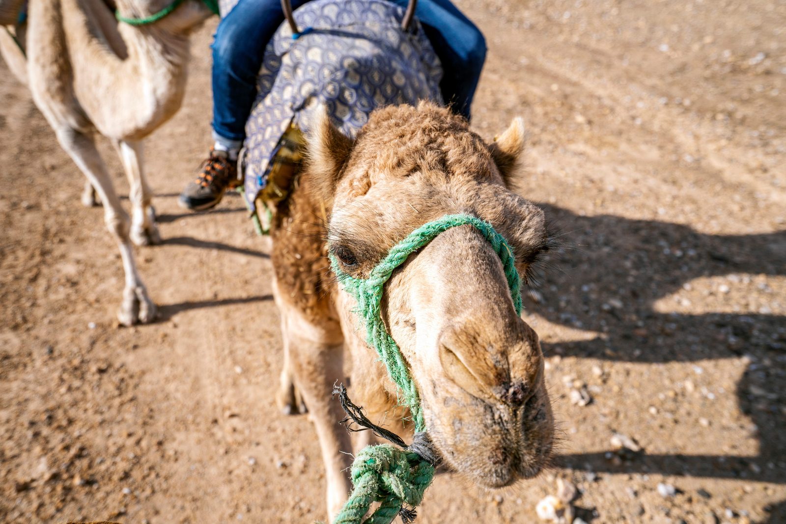 Dromedary ride in the Agafay desert near Marrakech