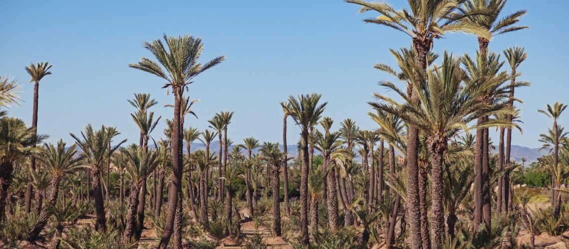 Date palms of the Marrakech palm grove under a clear sky
