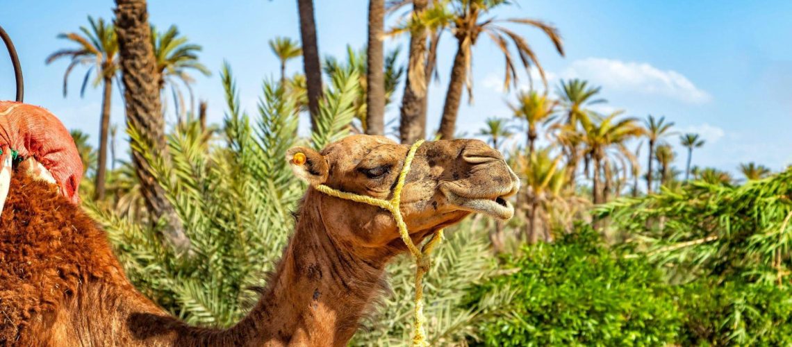 marrakech-palmeraie-your-stay-amidst-oasis-luxury-and-unforgettable-adventures-01-4